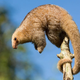 Illustration for article titled The Silky Anteater is Just Ridiculous